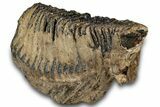 Woolly Mammoth Lower M Molar - North Sea Deposits #298456-1